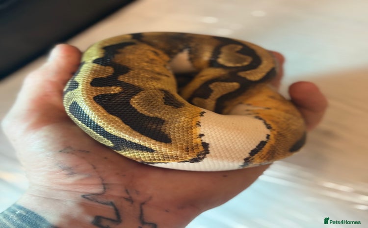 Python Snake reptiles - Advert 1