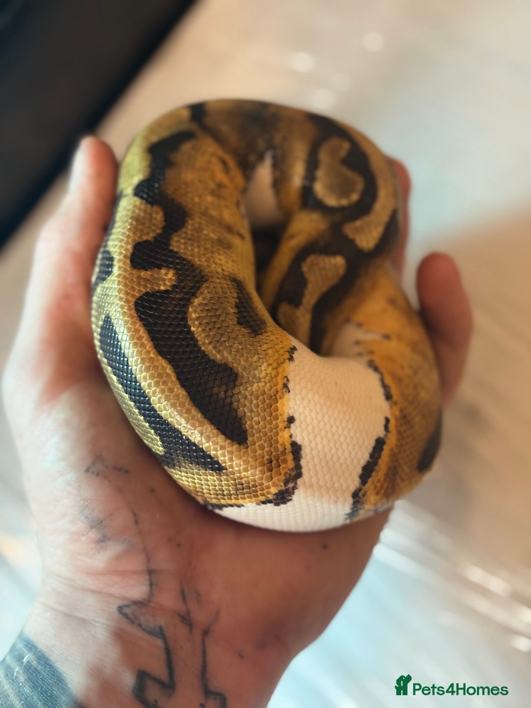 Python Snake reptiles for sale: CHECK DESCRIPTION !!! - Image 1