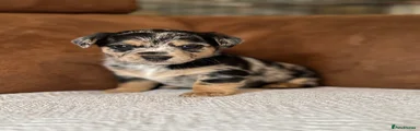 Jackapoo Puppy 4