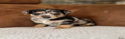 Jackapoo dogs for sale: 4th Gen merle jackapoo puppies (much wenlock)  - Advert 7