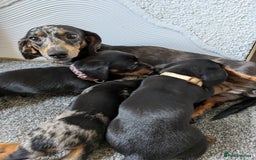 Miniature Dachshund dogs for sale: Miniature Dachshund Puppies  - Image 17