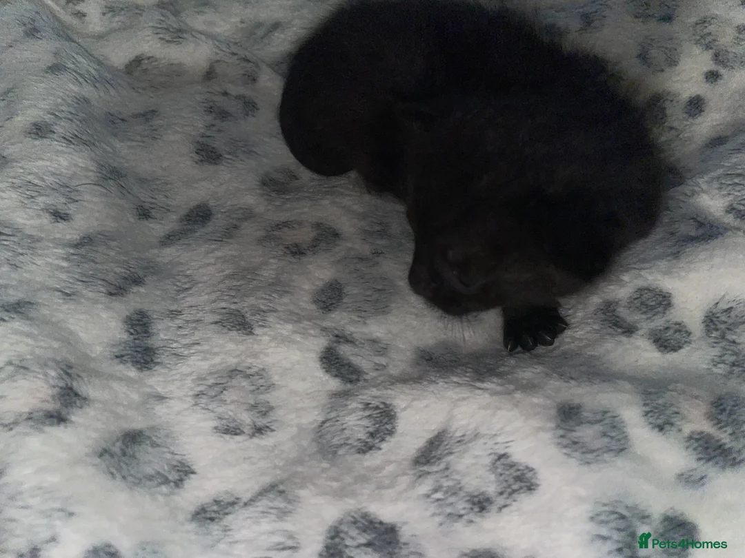 Mixed Breed cats for sale: Beautiful black kitten - Advert 23