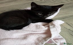 Mixed Breed cats for sale: 3 lovely male kittens looking for forever homes - Image 4