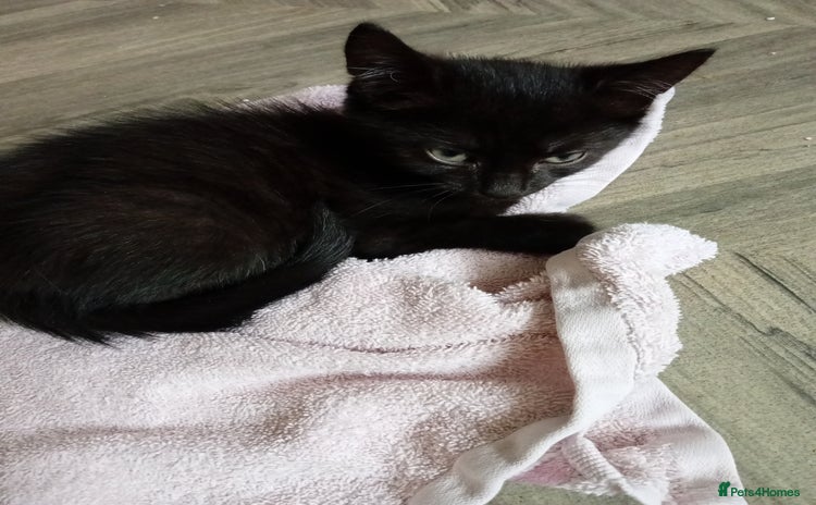 Mixed Breed cats - Advert 12