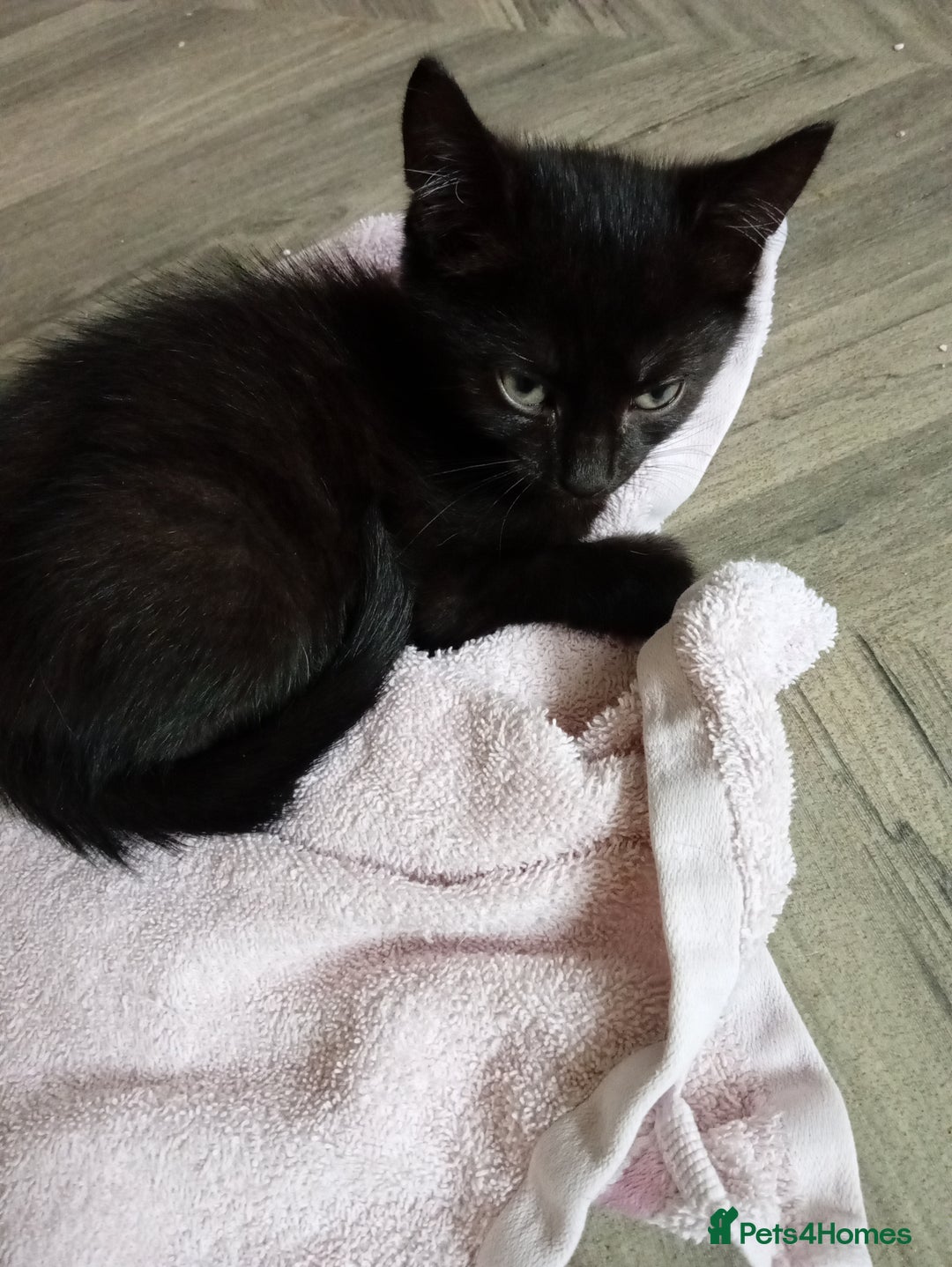 Mixed Breed cats for sale: 3 lovely male kittens looking for forever homes - Image 4