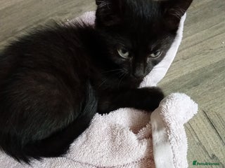 Mixed Breed cats - Advert 19