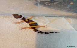 Leopard Gecko reptiles for sale: Baby leopard geckos  - Image 4