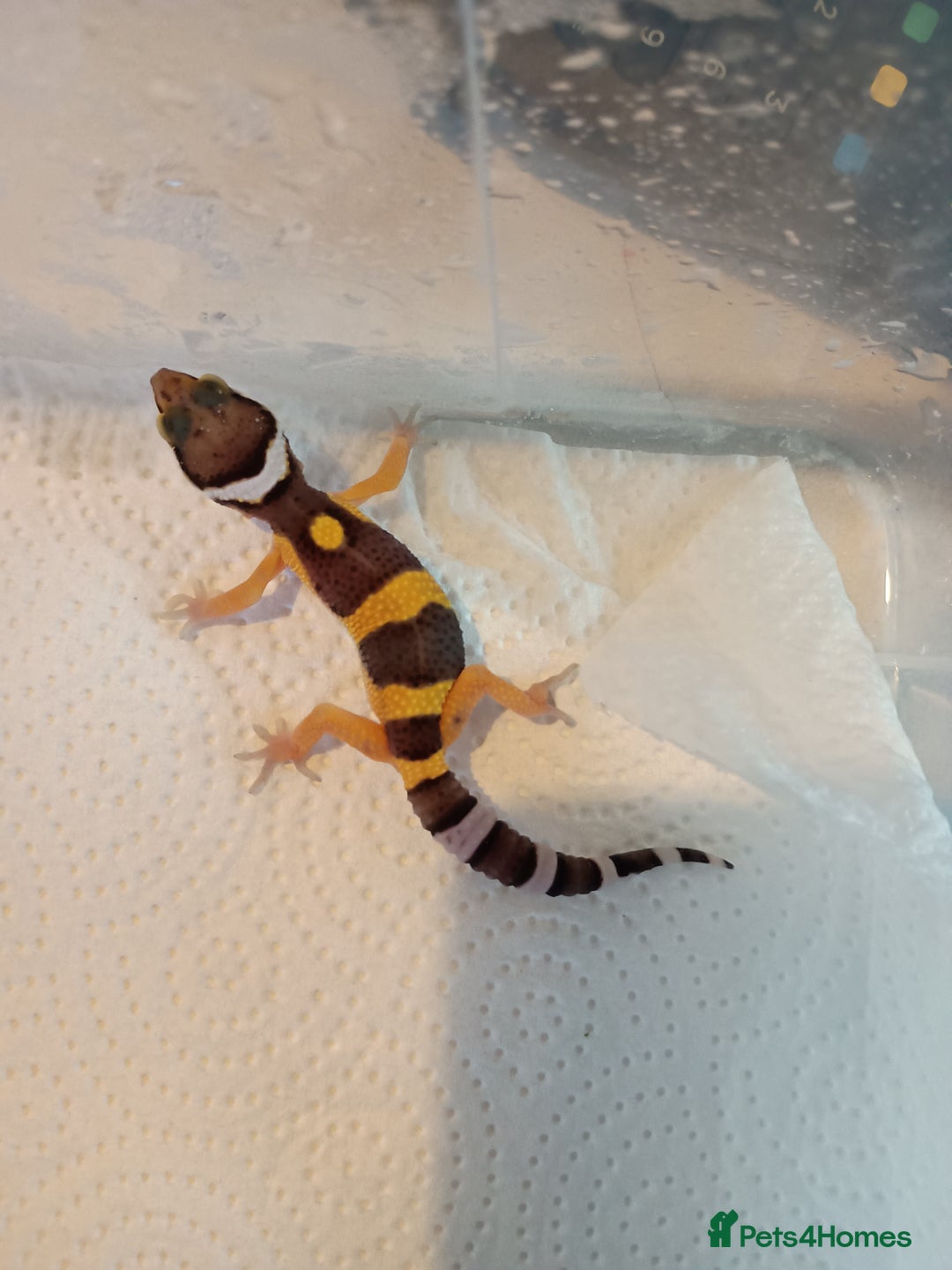 Leopard Gecko reptiles for sale: Baby leopard geckos  - Image 4