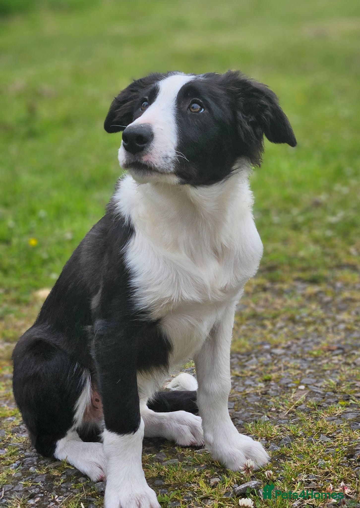 Border Collie dogs ISDS Border Collie Pups - Advert 6