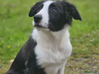 Border Collie dogs ISDS Border Collie Pups - Advert 6