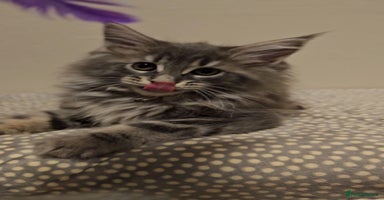 Maine Coon cats - Advert 7