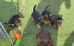 Jack Russell dogs for sale: Short haired, short legged jack Russells - Image 5