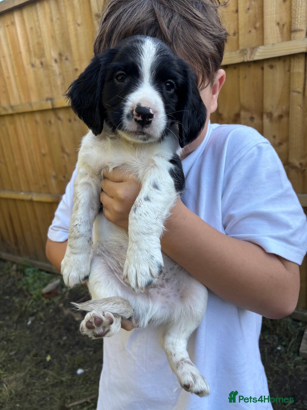 English Springer Spaniel dogs for sale: Gorgeous English Springer spaniel puppies - Image 16