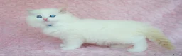 Ragdoll cats for sale: Stunning Ragdolls Available Now. - Advert 9