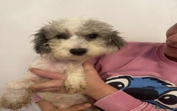 Maltipoo dogs for sale: Tiny tea cup maltipoo - Image 7