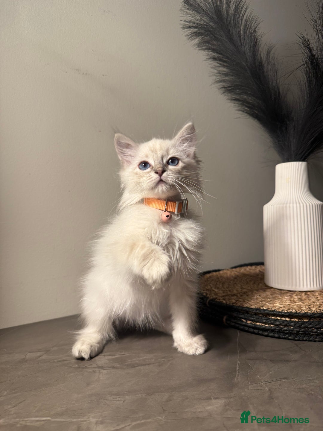 Ragdoll cats for sale: Last female ragdoll 🐾🩷🐾 - Image 4