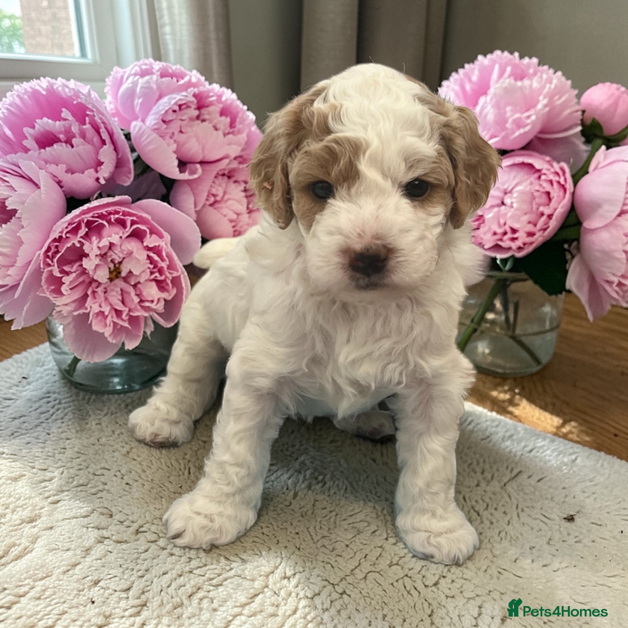 Australian Labradoodle dogs Australian labradoodle health tested parents!! - Advert 18