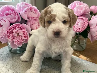 Australian Labradoodle dogs Australian labradoodle health tested parents!! - Advert 18