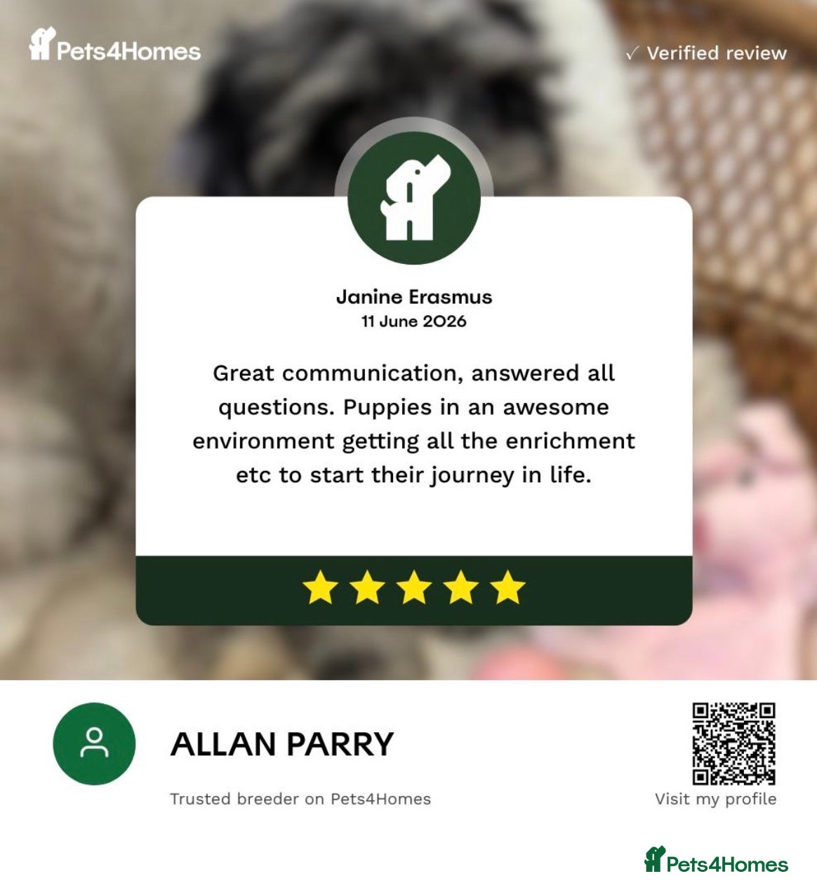 Cavapoo dogs ***** STAR, FULLY VACCINATED Cavapoo F1b - Advert 16