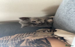 British Shorthair cats for sale: PEDIGREE BSH KITTENS READY TO FOR FOREVER HOMES  - Image 11