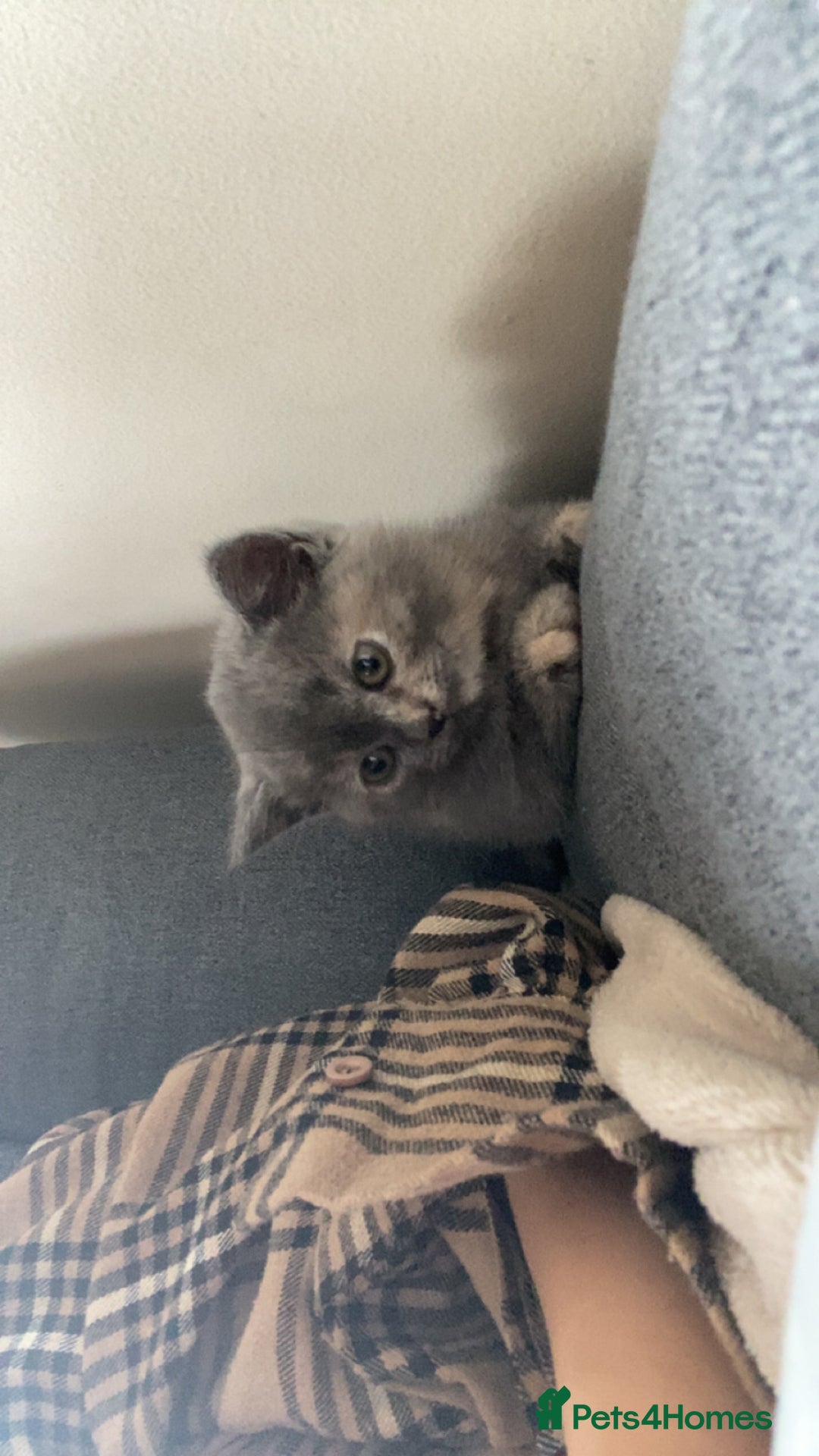 British Shorthair cats for sale: PEDIGREE BSH KITTENS READY TO FOR FOREVER HOMES  - Image 11