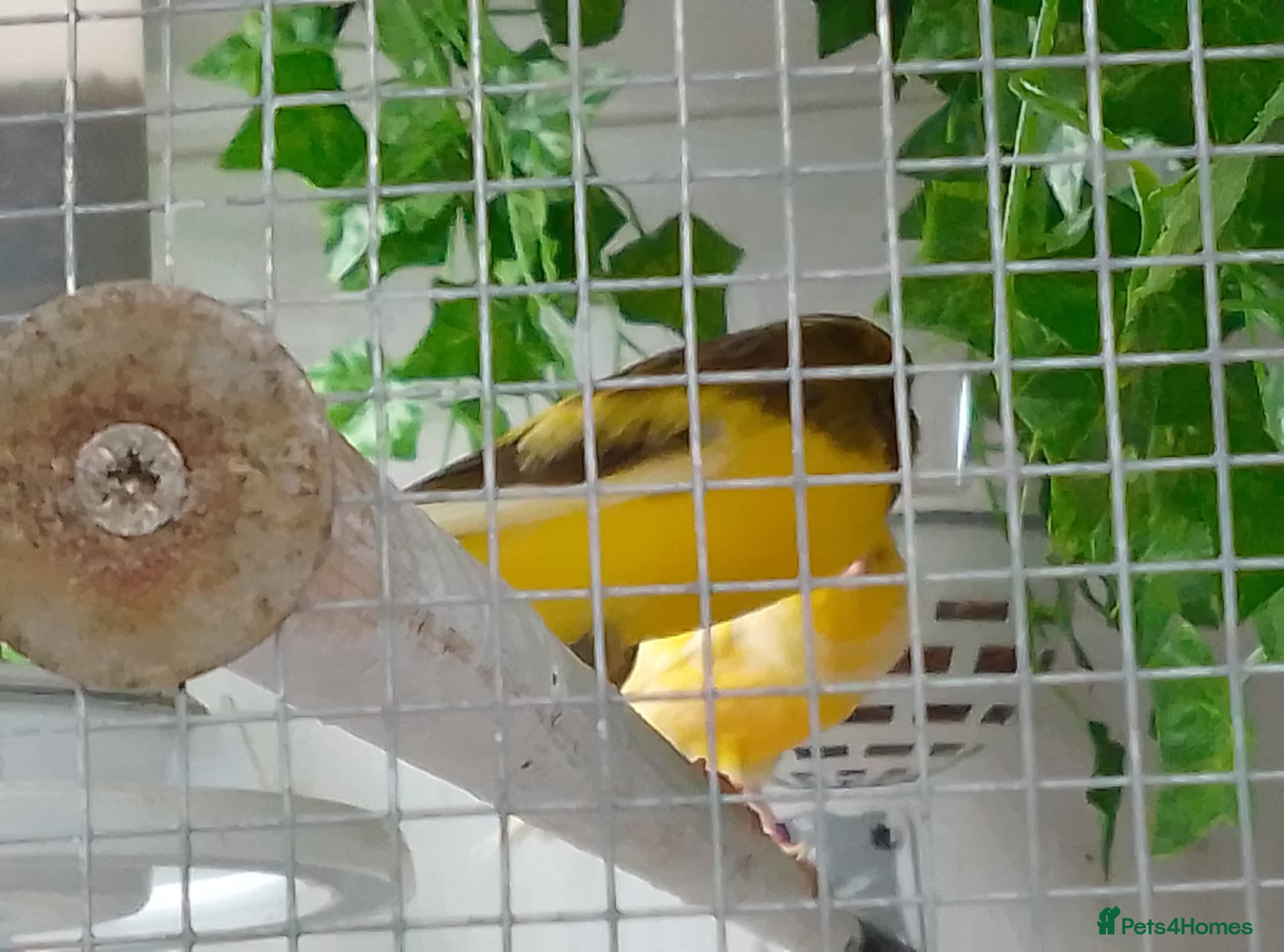 Canaries birds Yorkshire canaries for sale in Widnes - Advert 1