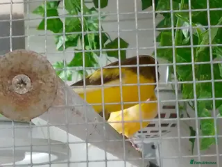 Canaries birds Yorkshire canaries for sale in Widnes - Advert 1