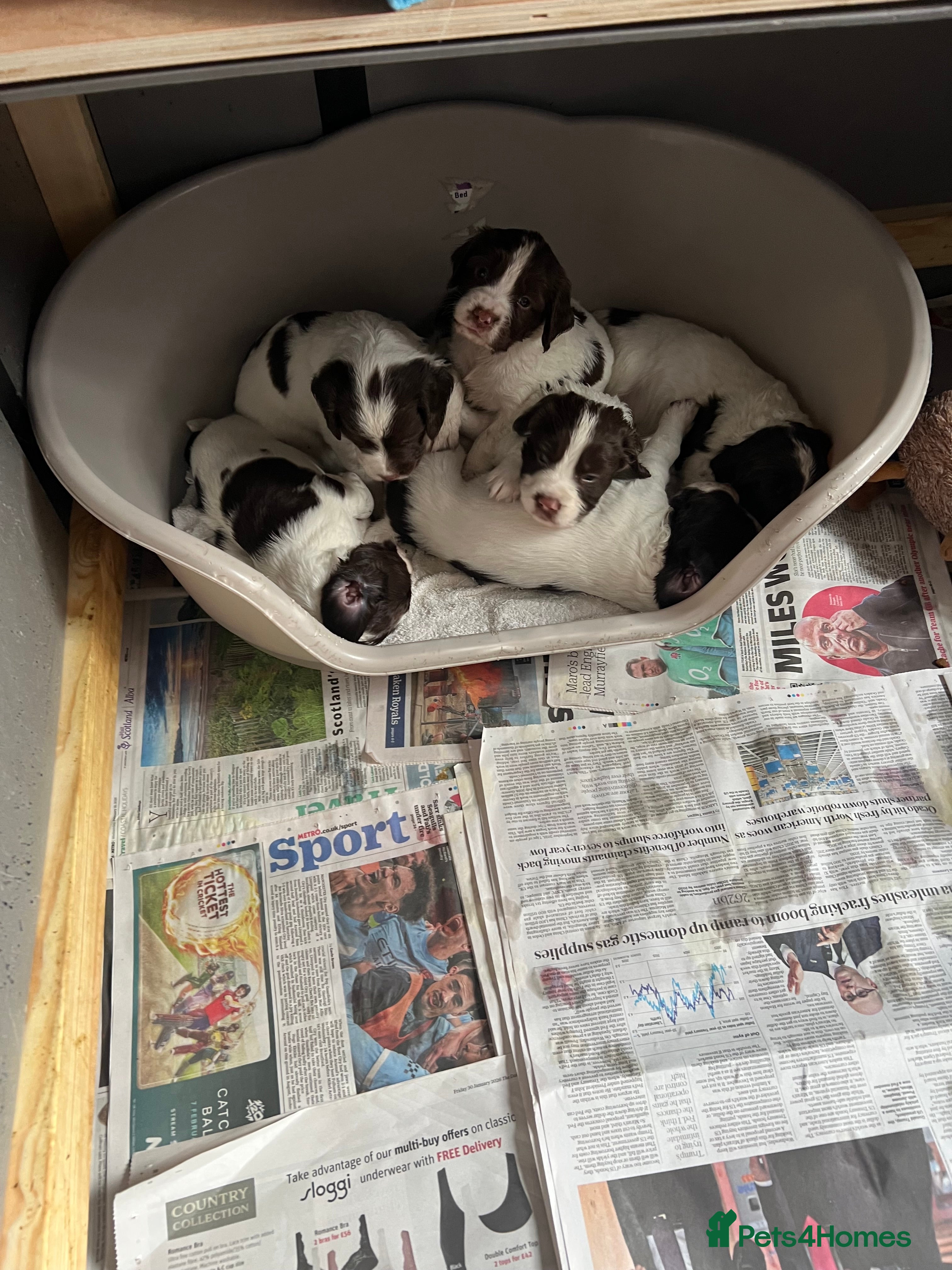 English Springer Spaniel dogs English springer Spanial  - Advert 4