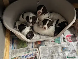 English Springer Spaniel dogs English springer Spanial - Advert 5