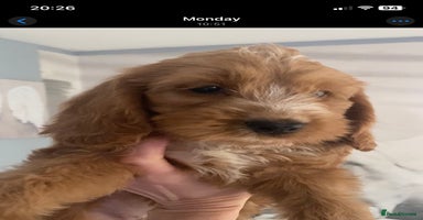 Labradoodle dogs - Advert 16