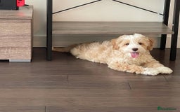 Double Doodle dogs for sale: Lovely Female Doubledoodle Seeks New Home - Image 6