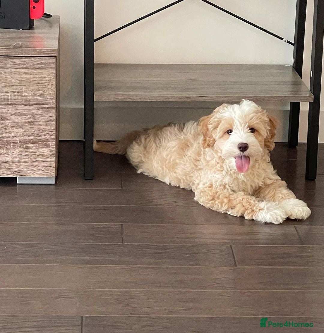 Double Doodle dogs for sale: Lovely Female Doubledoodle Seeks New Home - Image 6