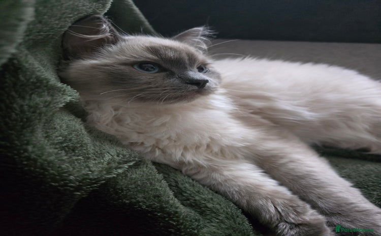 Ragdoll cats - Advert 12