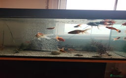 Goldfish fish for sale: Various kinds of Goldfish - Advert 7