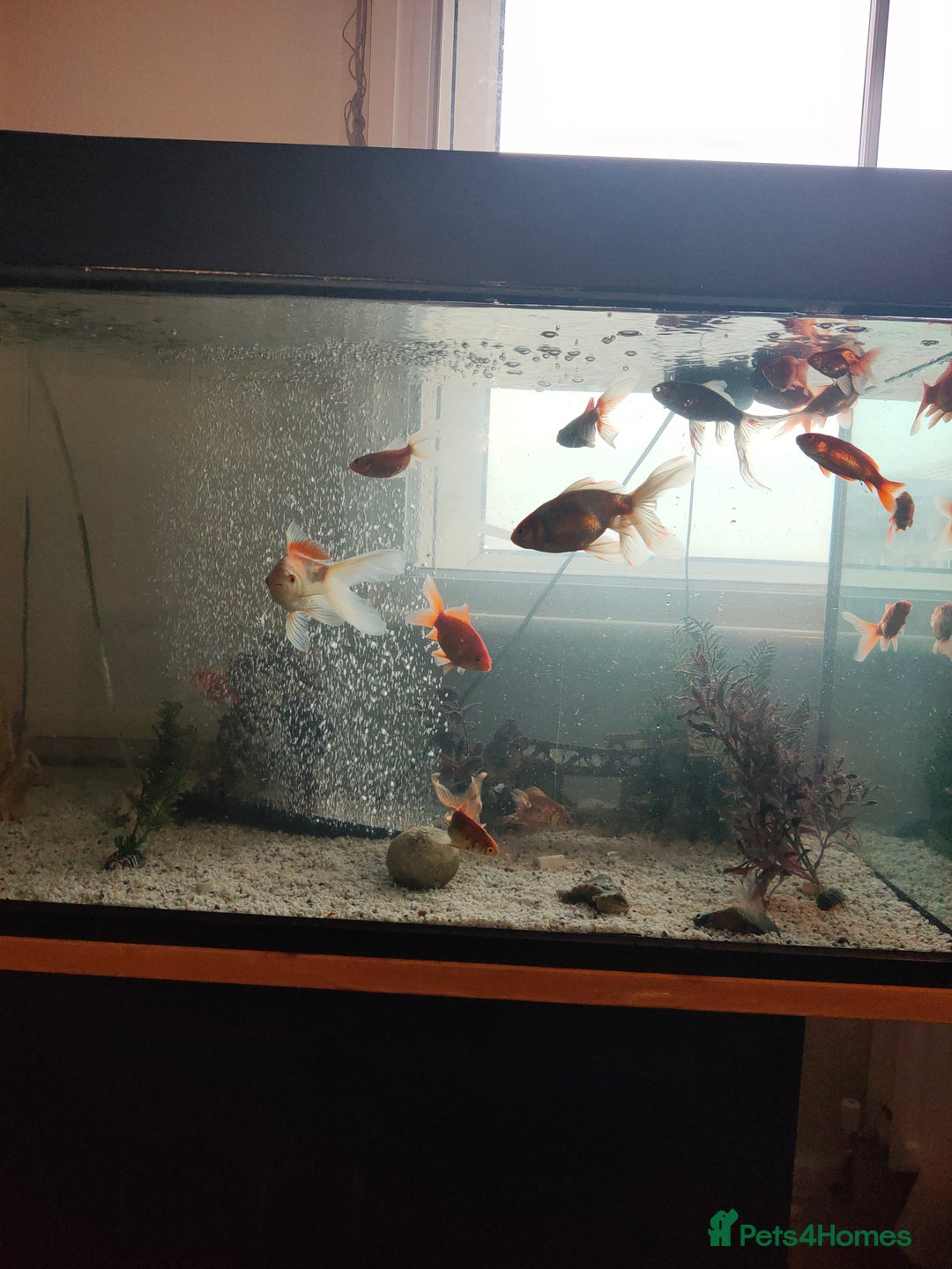 Goldfish fish for sale: Various kinds of Goldfish - Advert 7