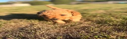 Miniature Poodle dogs for sale:  🐾 KC Registered Miniature Poodles-Red&Apricot 🐾 - Advert 11