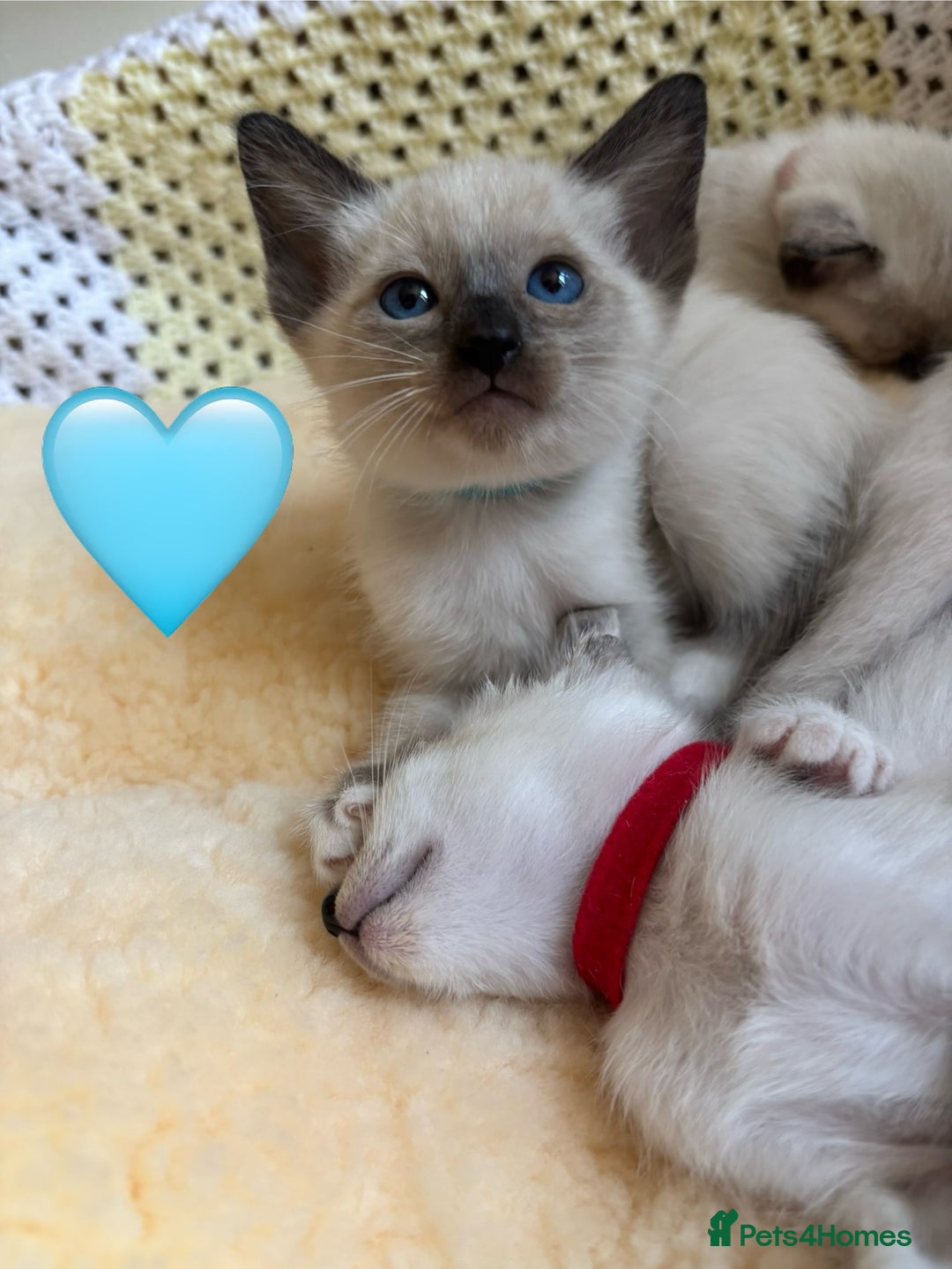 Ragdoll cats for sale: Ragdoll x Oriental kittens  - Image 9