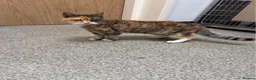 Mixed Breed cats for adoption: ❤️🐱 BERNICE – LEFT BEHIND...  in Derby - Advert 4