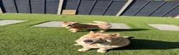 Chow Chow dogs for sale: Female fawn smooth coat chow chow  - Advert 5