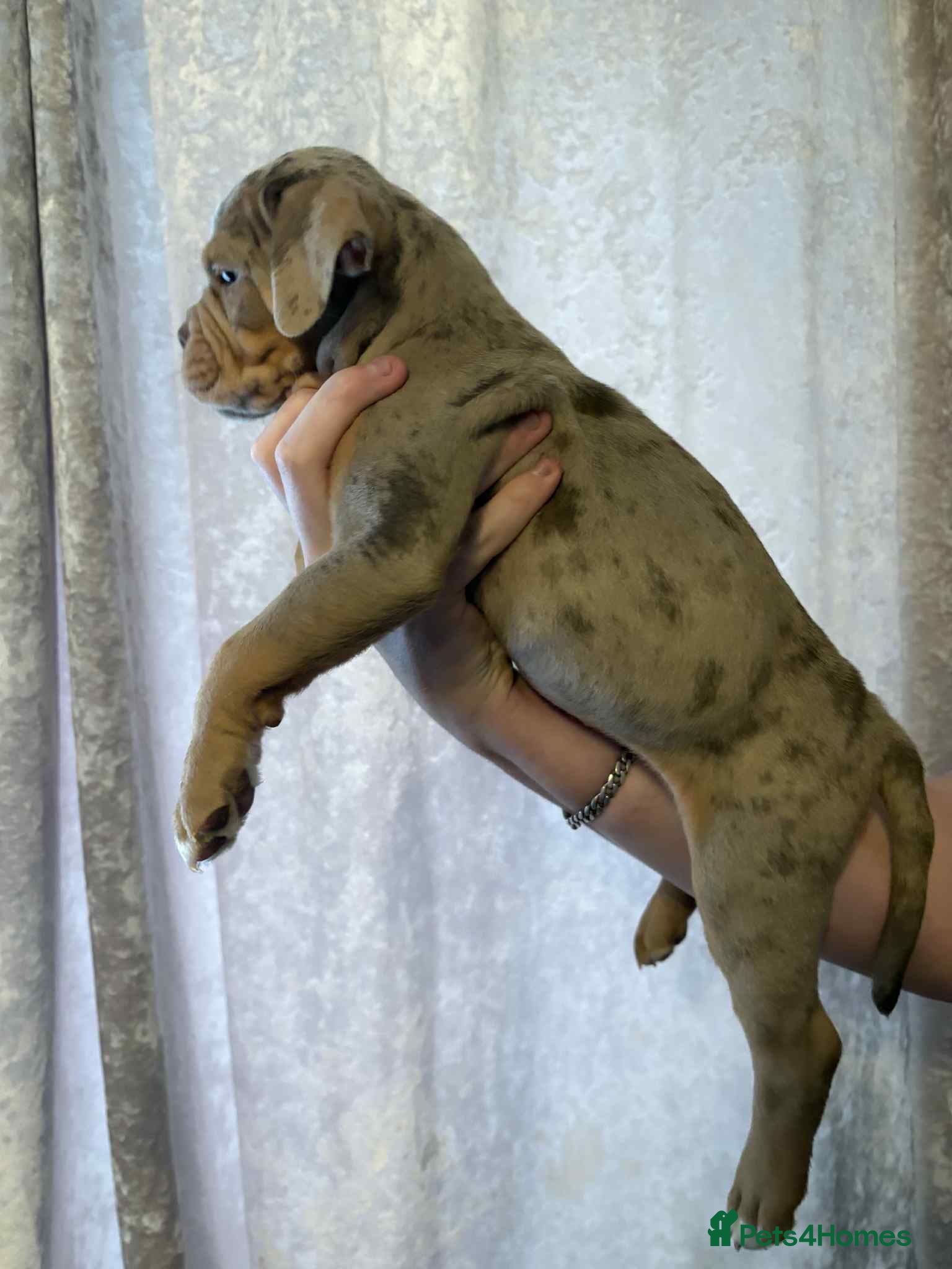 Olde English Bulldogge dogs Olde English bulldog puppies  - Advert 1