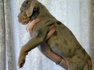 Olde English Bulldogge dogs Olde English bulldog puppies - Advert 1