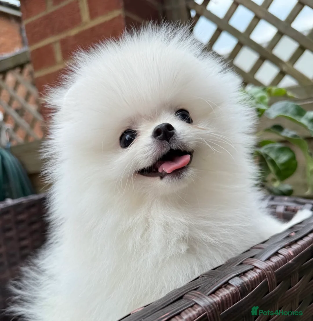 Pomeranian dogs for stud: Pierre stunning white TINY teddy Pom STUD ONLY in Romford - Advert 19