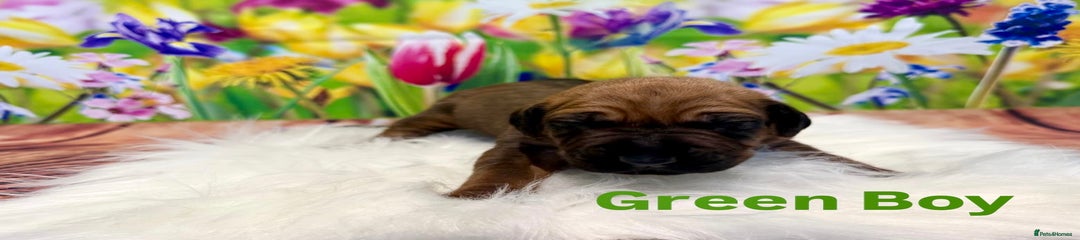 Rhodesian Ridgeback Puppy 2