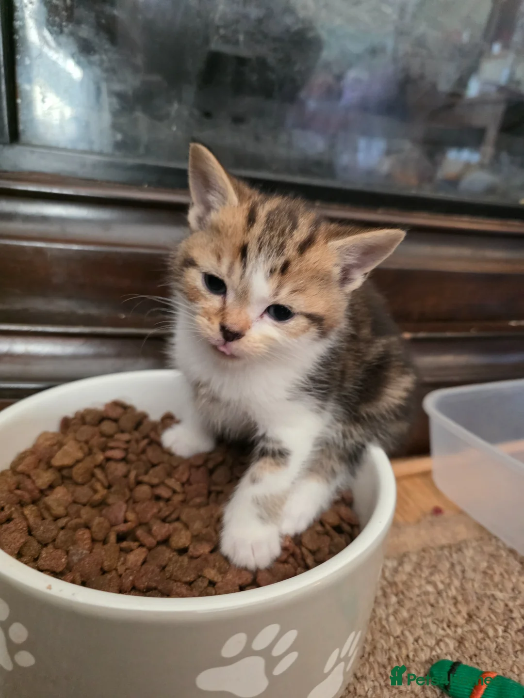 Mixed Breed cats for sale: Beautiful Bengal Cross Tabby Kittens  - Advert 10