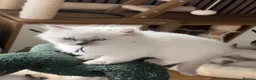 Ragdoll cats for sale: 4 Gorgeous Kittens Looking for Loving Homes 🐱 - Advert 7