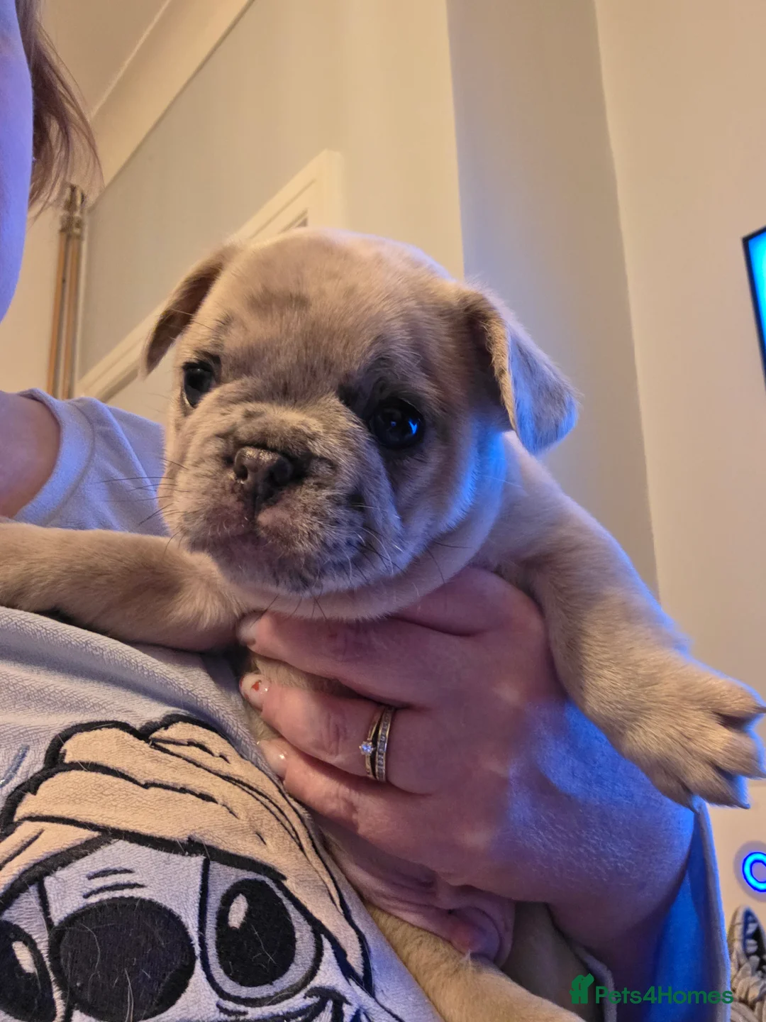 French Bulldog dogs for sale: French Bulldog puppies - Advert 14