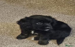 Mixed Breed dogs for sale: Cockapomapoo pup for sale - Advert 5