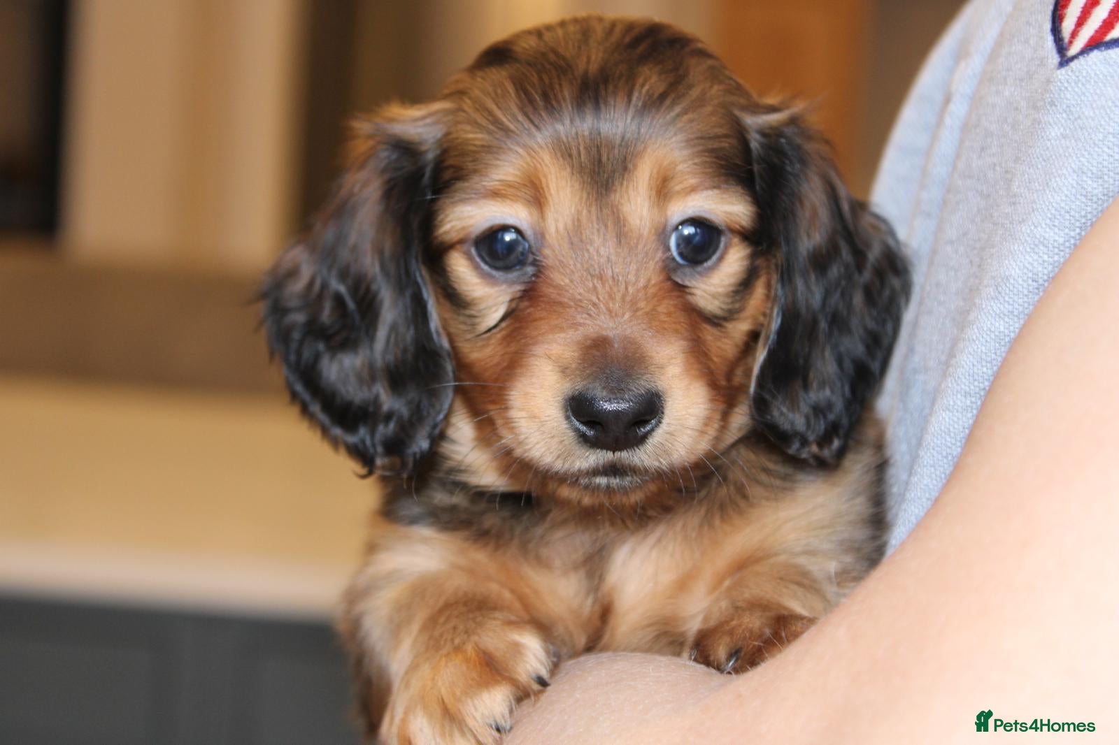 Miniature Dachshund dogs Health Tested Mini Dachshunds Surrey ❤️ - Advert 5
