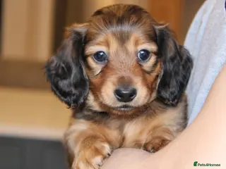 Miniature Dachshund dogs Health Tested Mini Dachshunds Surrey ❤️ - Advert 4