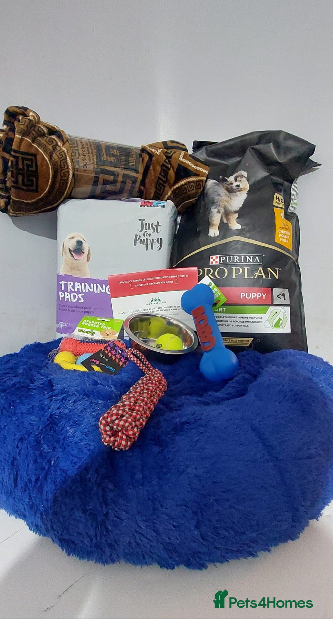 German Shepherd dogs for sale: Beautiful KC Registered Gsd Puppy Ready now😍😍 - Advert 14